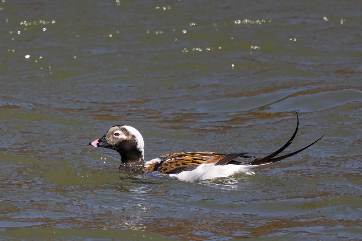 Long-tailed Duck - ML618119831