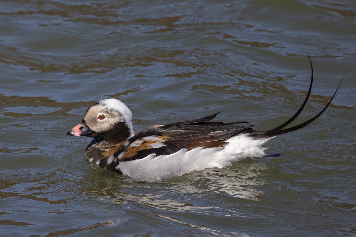 Long-tailed Duck - ML618119832
