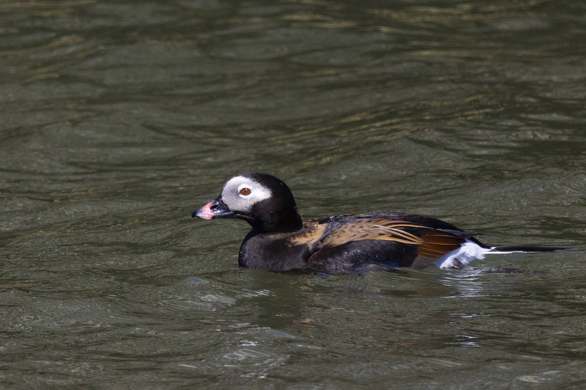 Long-tailed Duck - ML618119833