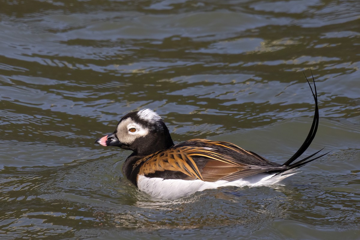 Long-tailed Duck - ML618119834