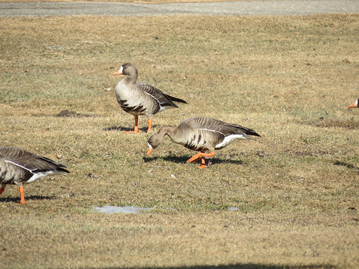 Blässgans - ML618119838