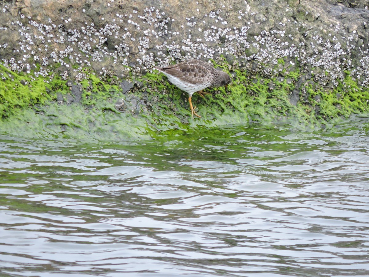 Purple Sandpiper - ML618119848