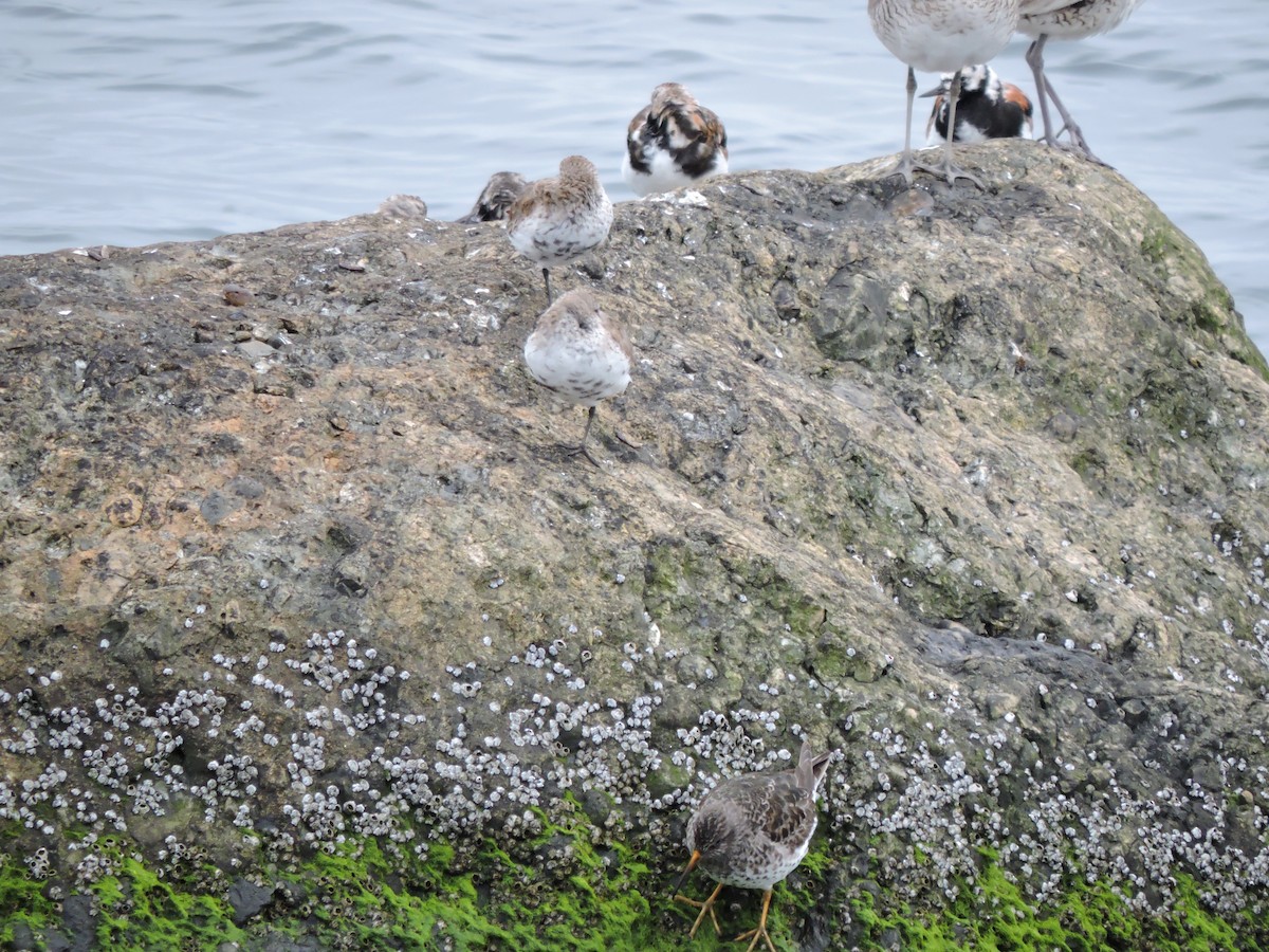 Purple Sandpiper - ML618119852