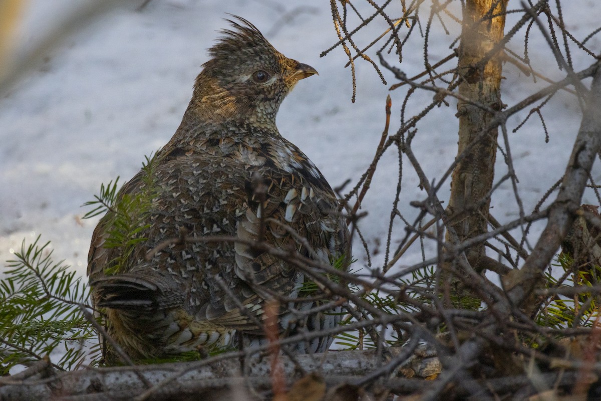 Ruffed Grouse - ML618119862