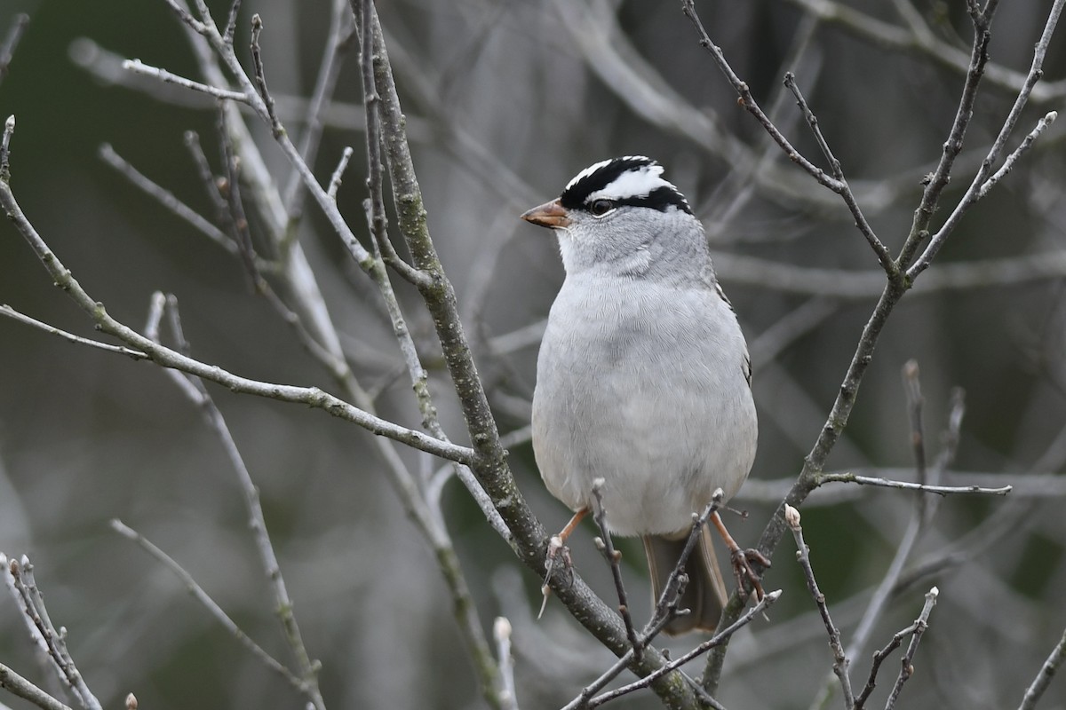 White-crowned Sparrow - ML618119883