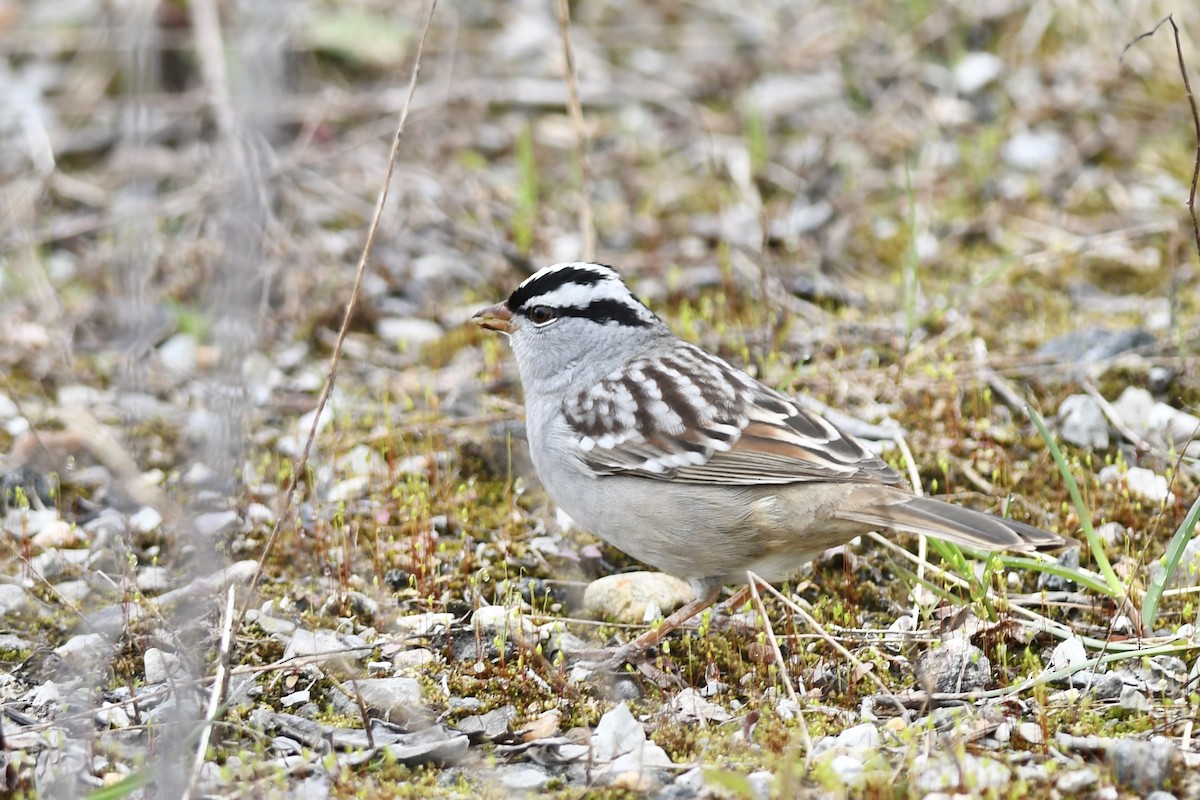 White-crowned Sparrow - ML618119884