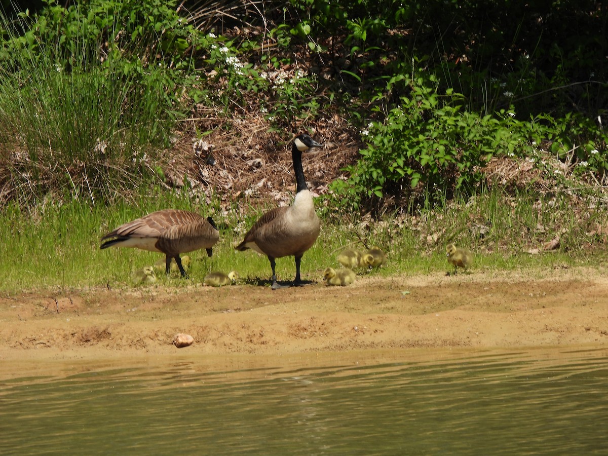 Canada Goose - ML618119896