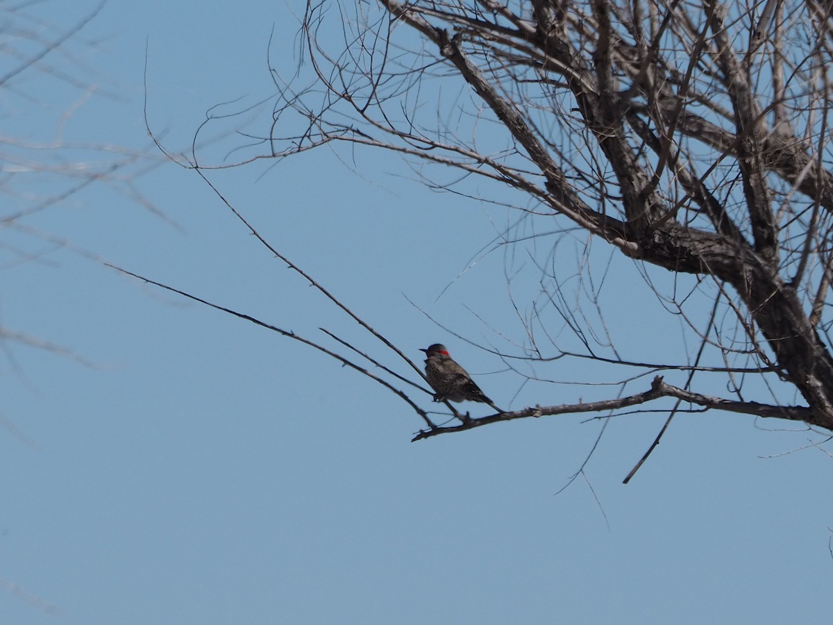 Northern Flicker - John Hiebert