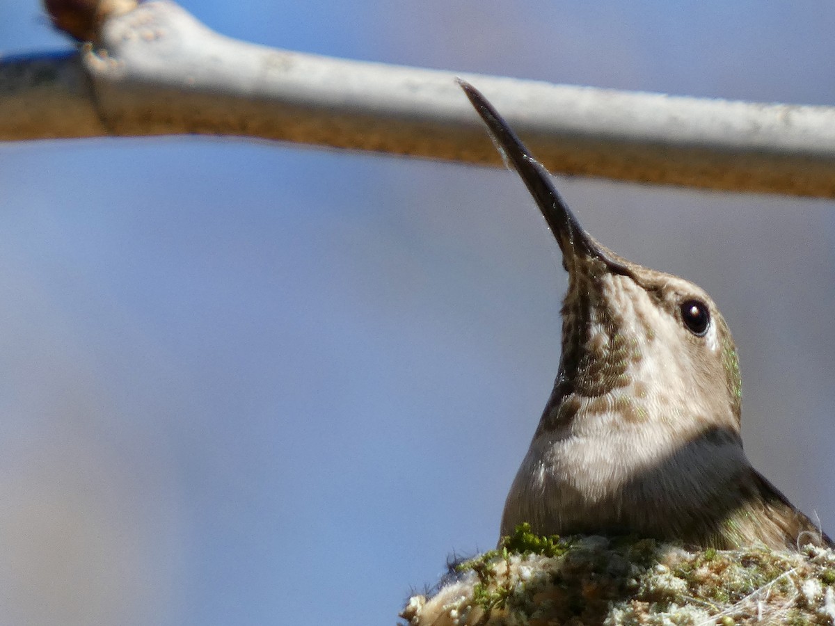 Anna's Hummingbird - ML618119902