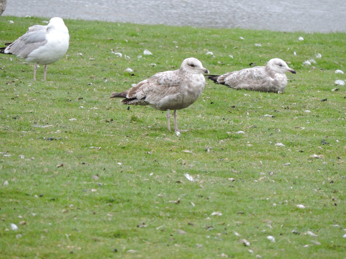 Herring Gull - Luis Mendes