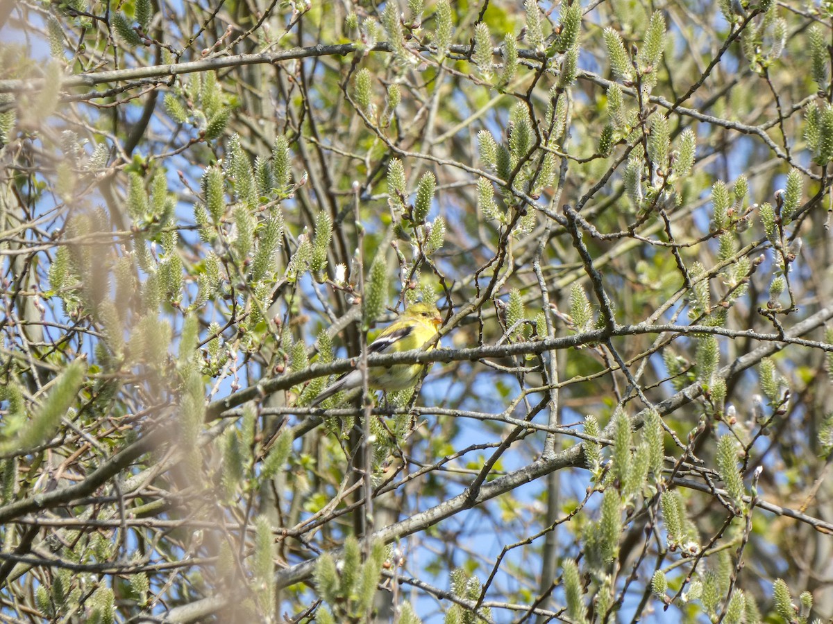 American Goldfinch - Jayme Boucher