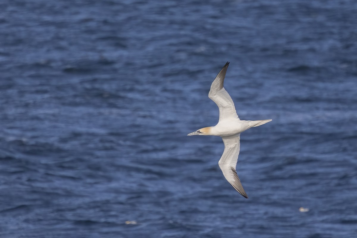 Northern Gannet - Maurice Pitre