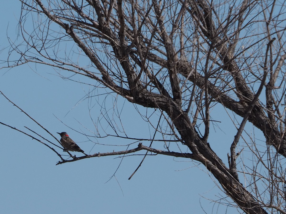 Northern Flicker - John Hiebert