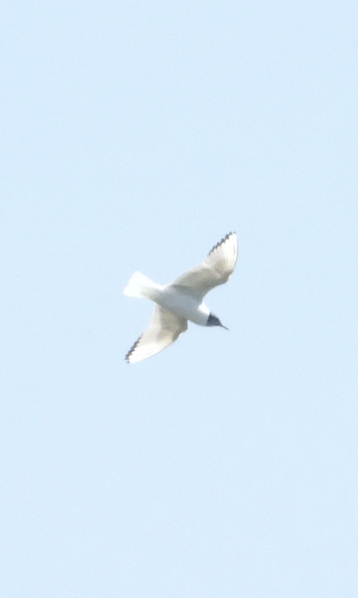 Bonaparte's Gull - Roee Astor