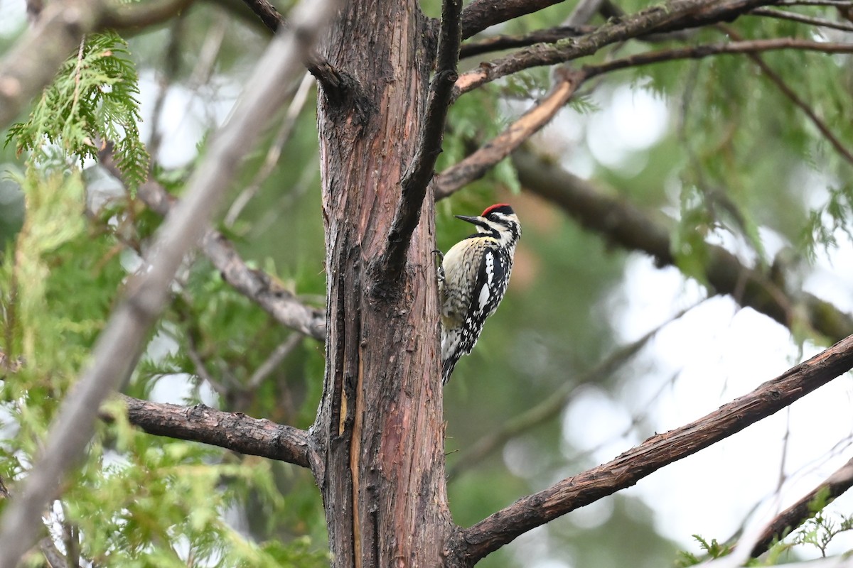 Yellow-bellied Sapsucker - Christiane Hébert