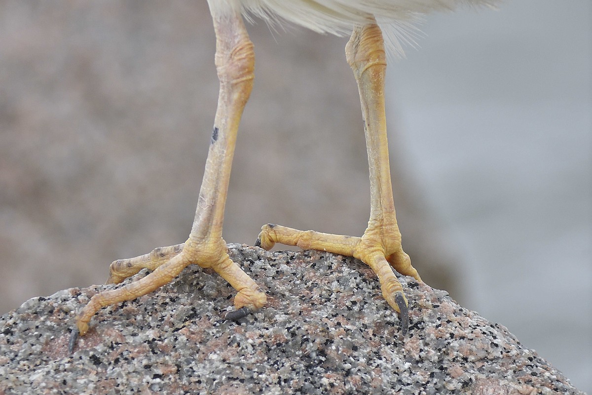 Black-crowned Night Heron - Joseph Kennedy