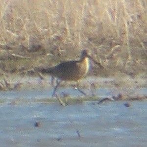 Marbled Godwit - ML618120015