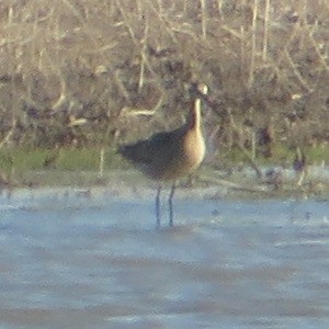 Marbled Godwit - ML618120016