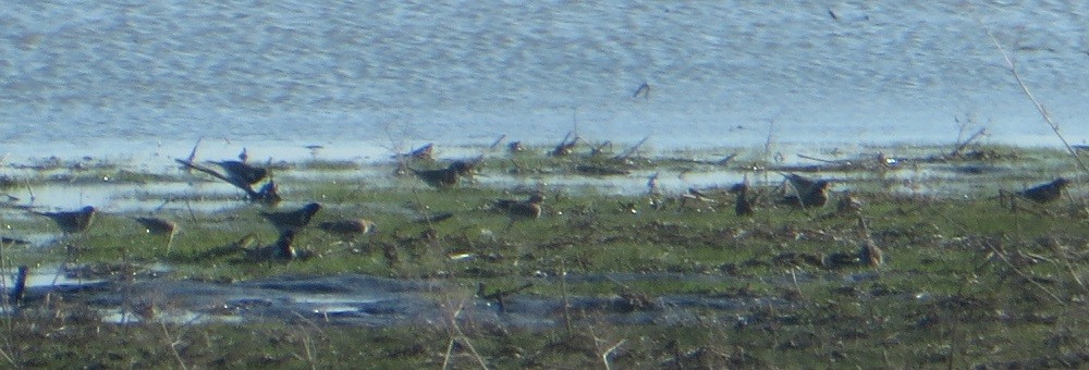 Lapland Longspur - ML618120028