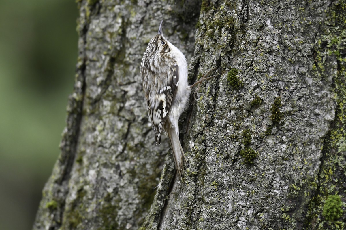 Brown Creeper - Christiane Hébert