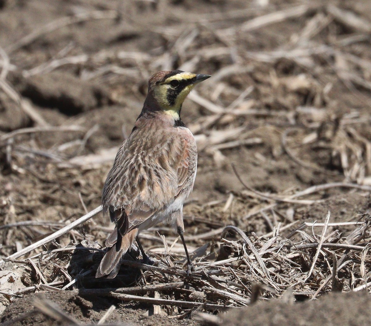 Horned Lark - Hélène Crête