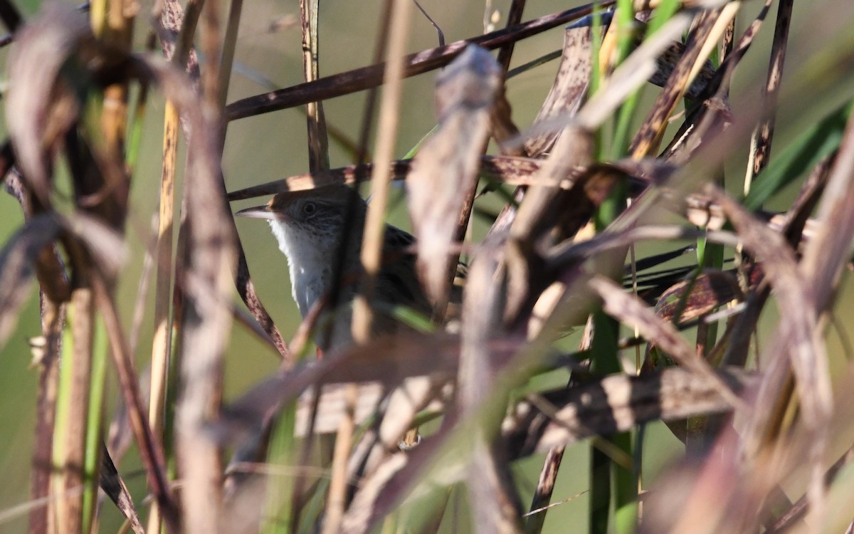 Bay-capped Wren-Spinetail - Camilo Garcia Gonzalez