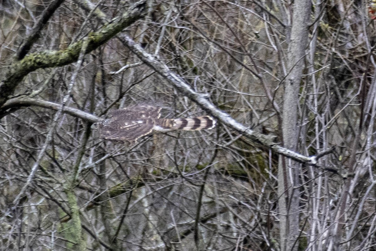 Cooper's Hawk - Estela Quintero-Weldon