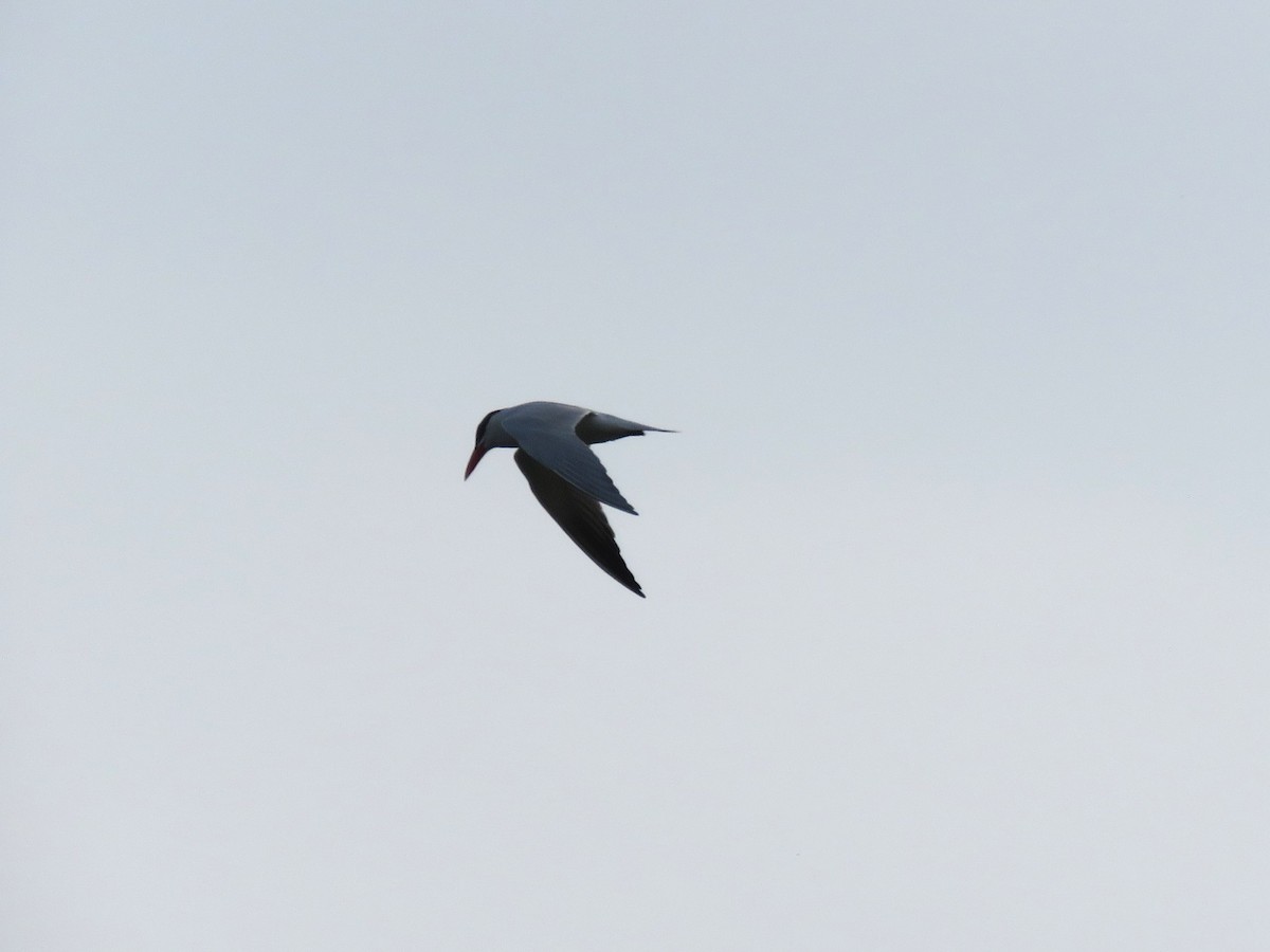 Caspian Tern - Jocelyn Hennin