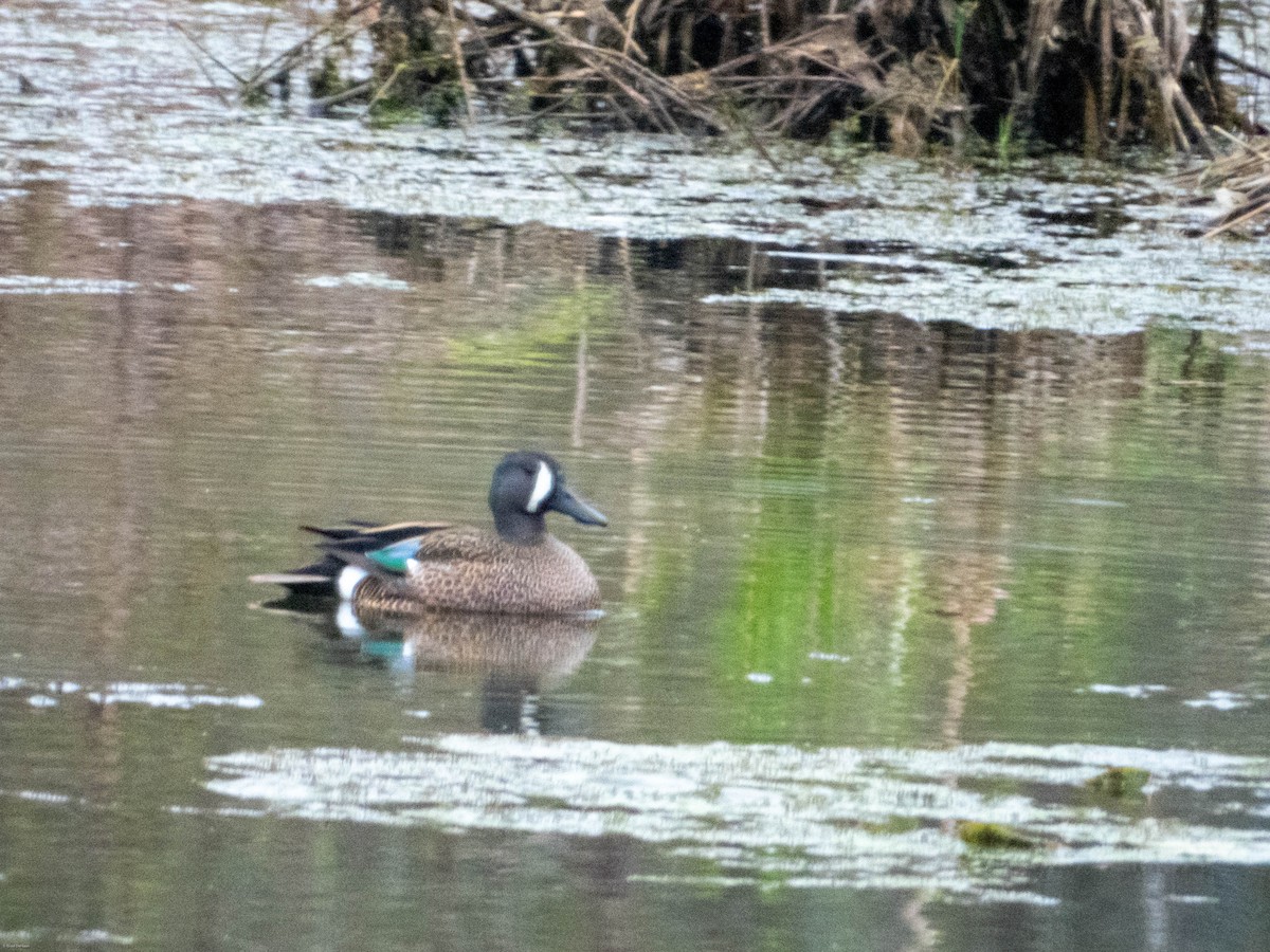 Sarcelle à ailes bleues - ML618120090