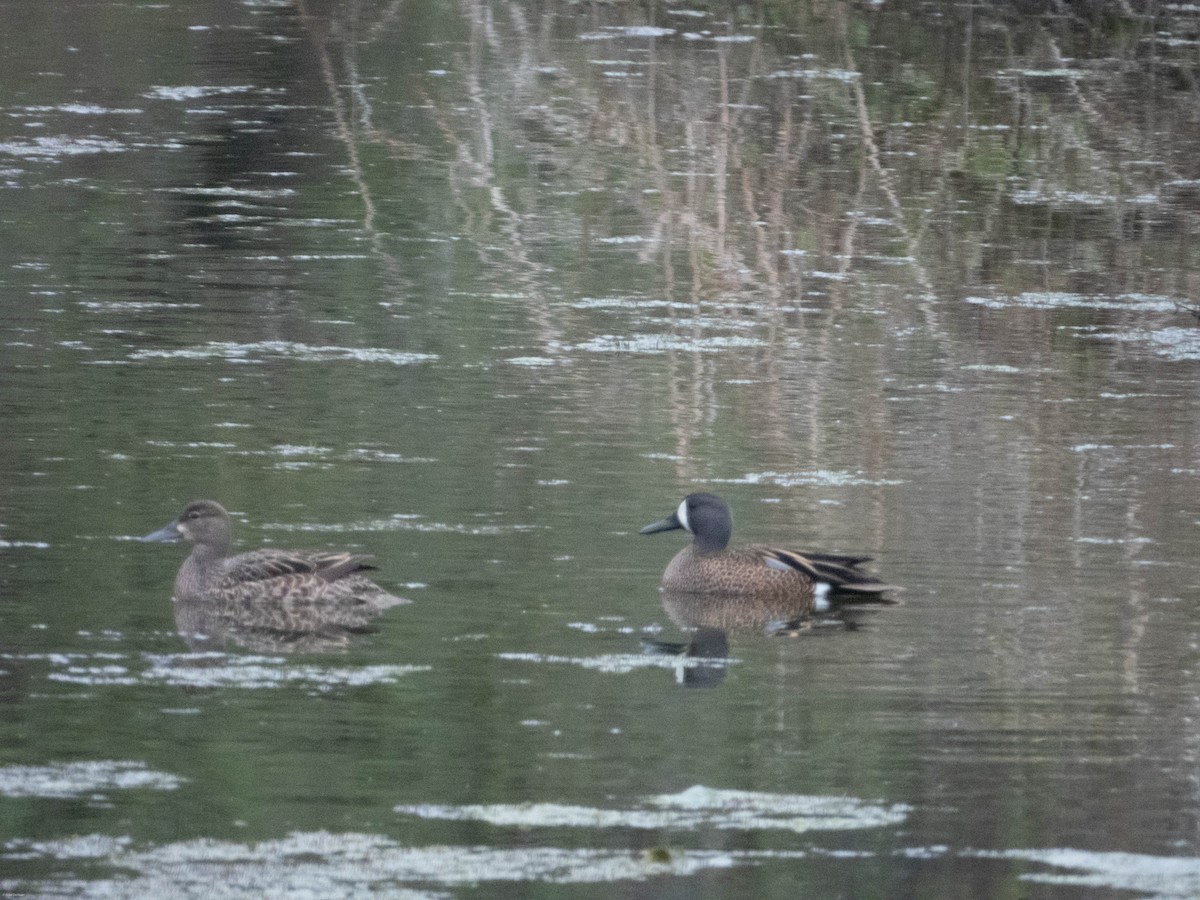 Sarcelle à ailes bleues - ML618120091