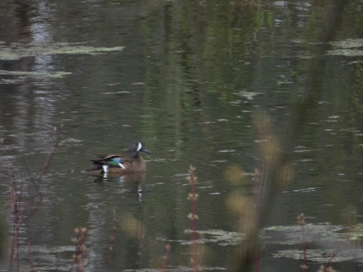 Sarcelle à ailes bleues - ML618120092