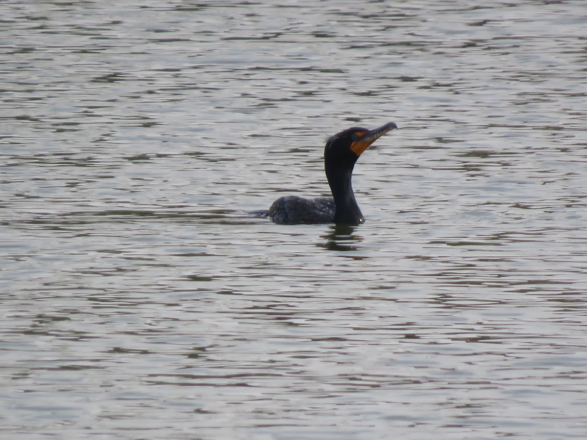 Double-crested Cormorant - ML618120116