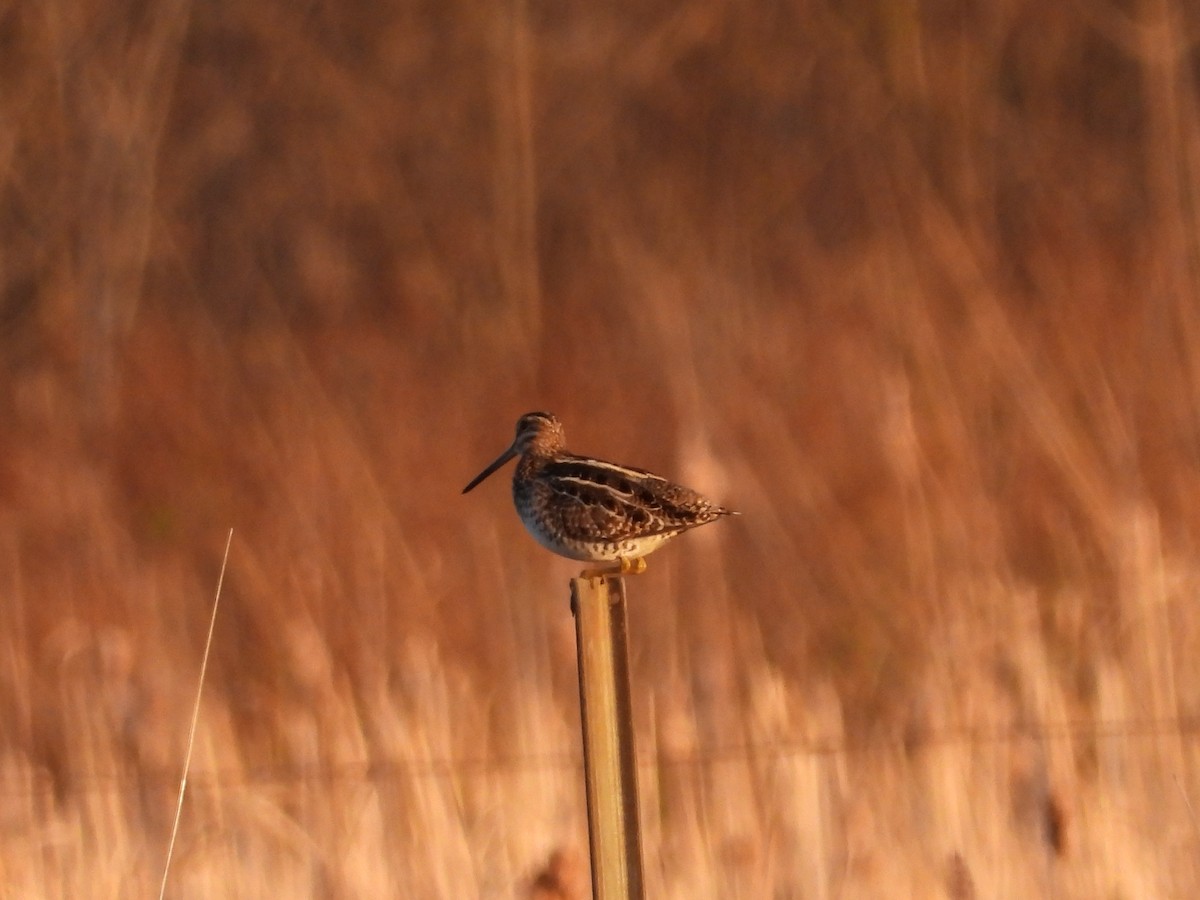 Wilson's Snipe - Mourad Jabra