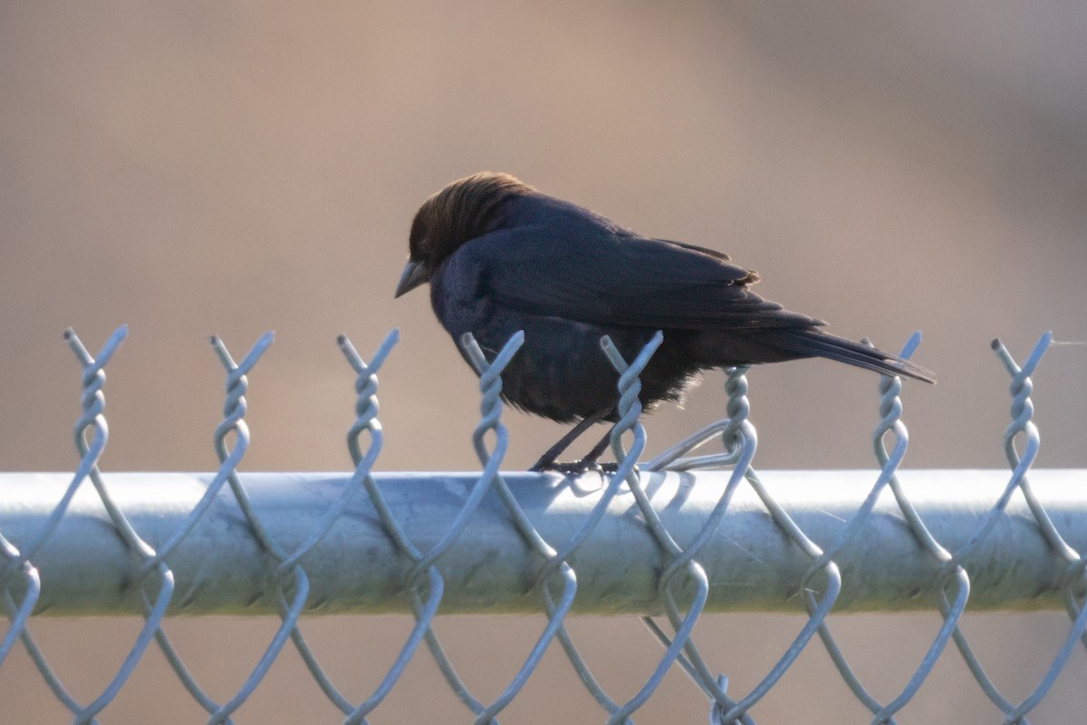 Brown-headed Cowbird - Lyall Bouchard