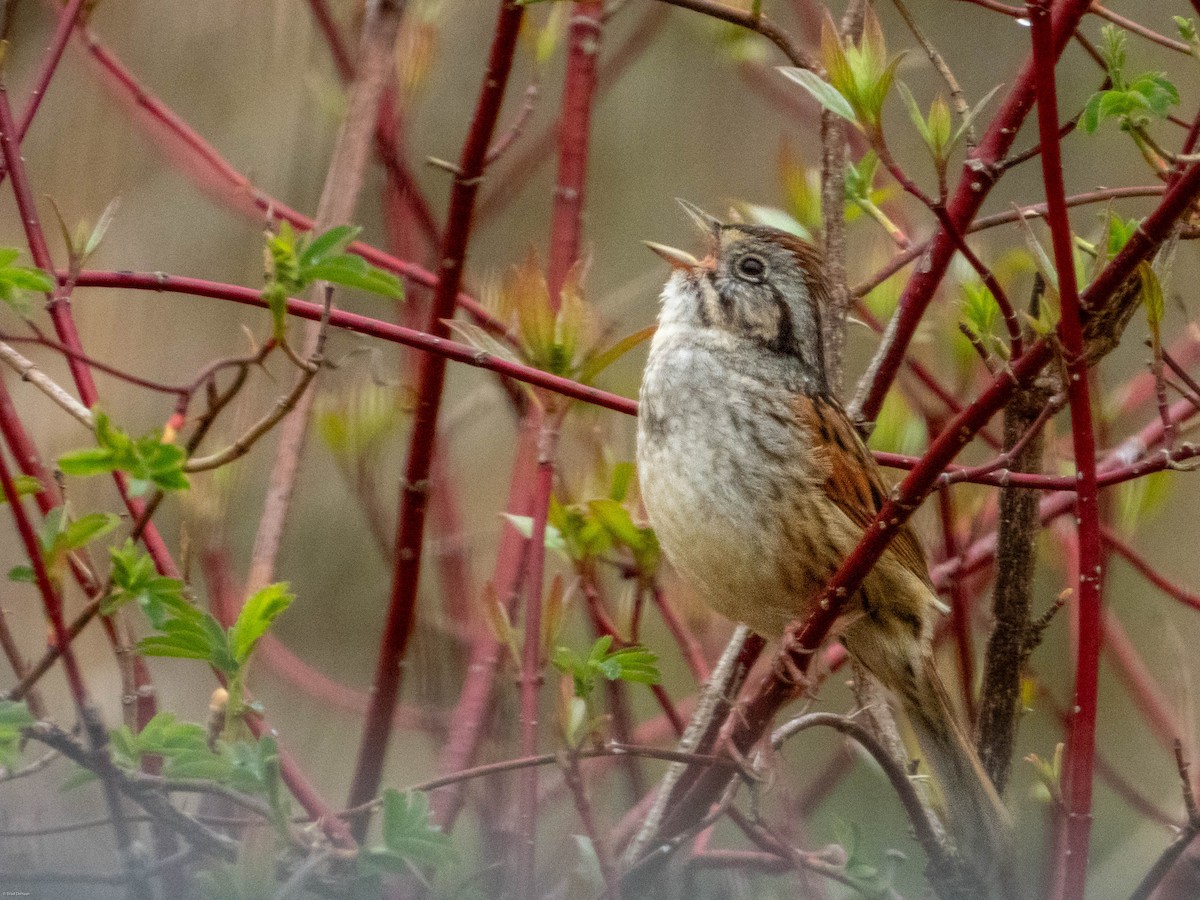 Bruant des marais - ML618120144