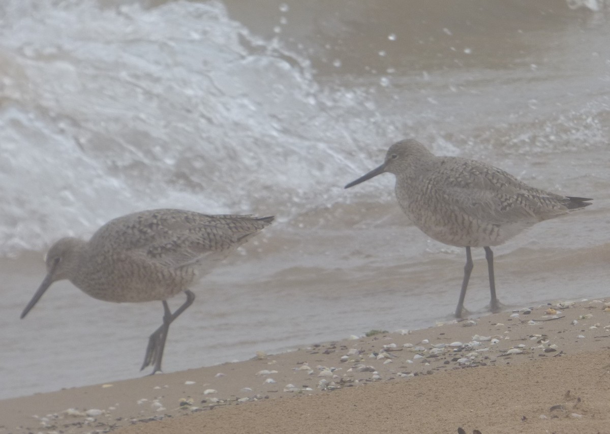 Willet - Hazem Alkhan