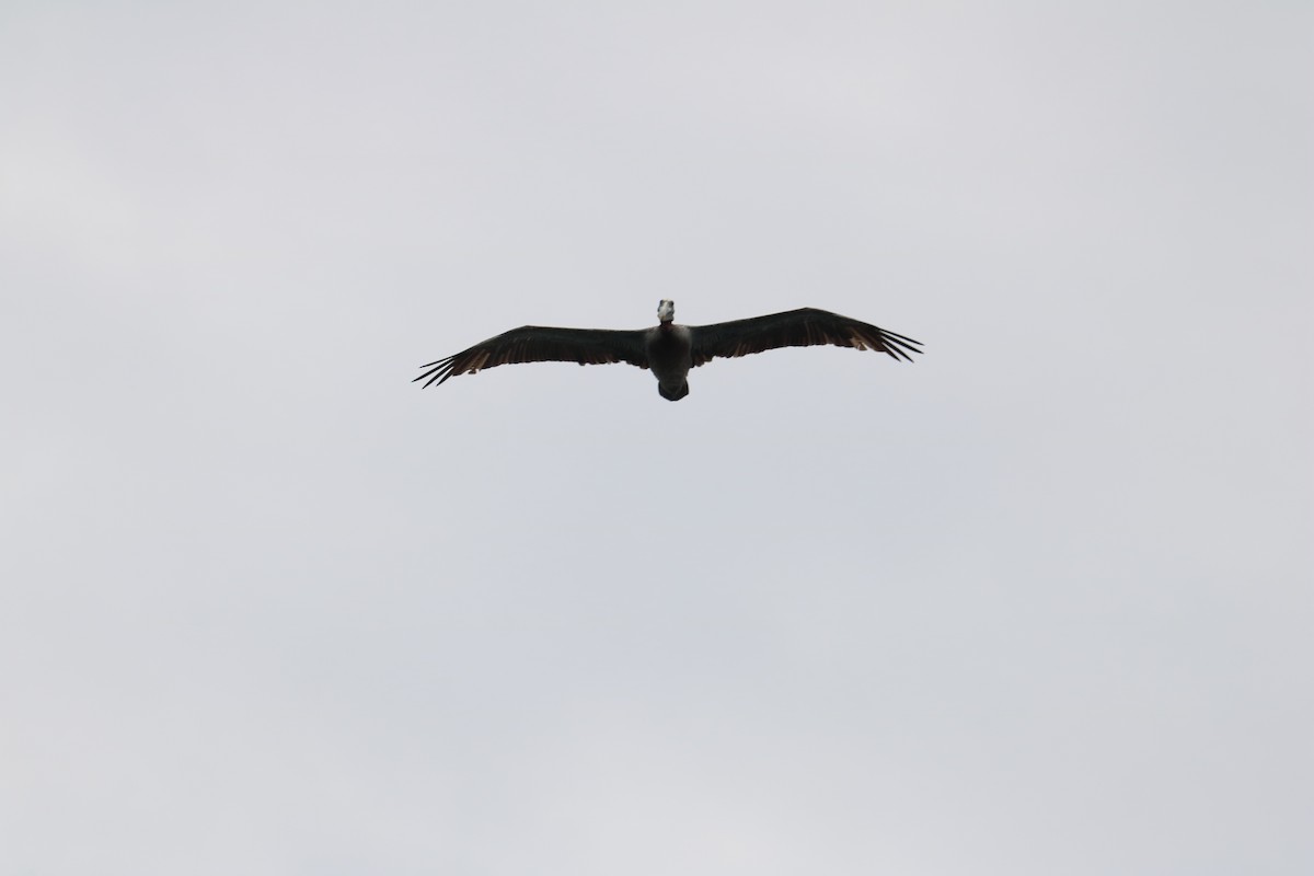 Brown Pelican - Braden Collard