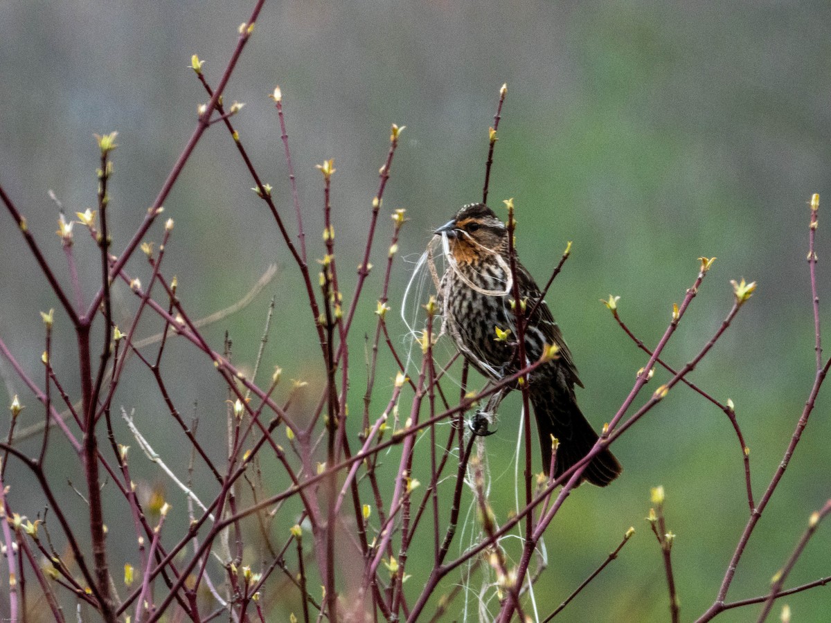 Carouge à épaulettes - ML618120177