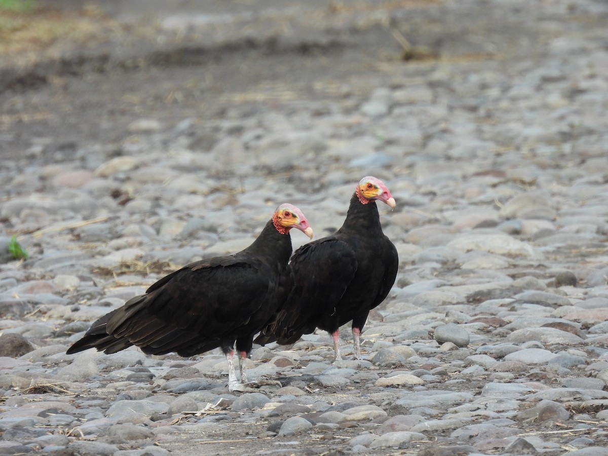 Lesser Yellow-headed Vulture - Elida Valdés