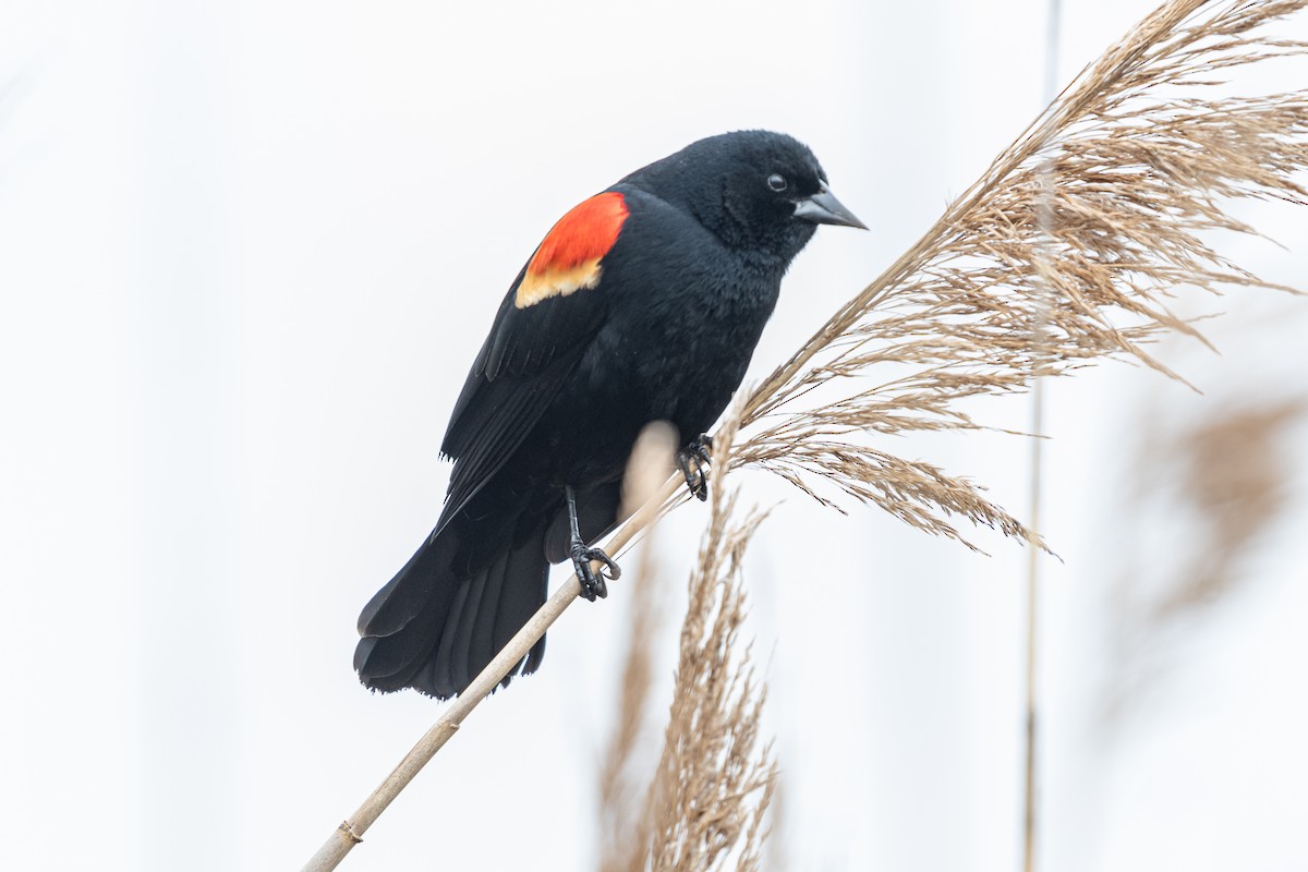 Red-winged Blackbird - Lisa Nasta