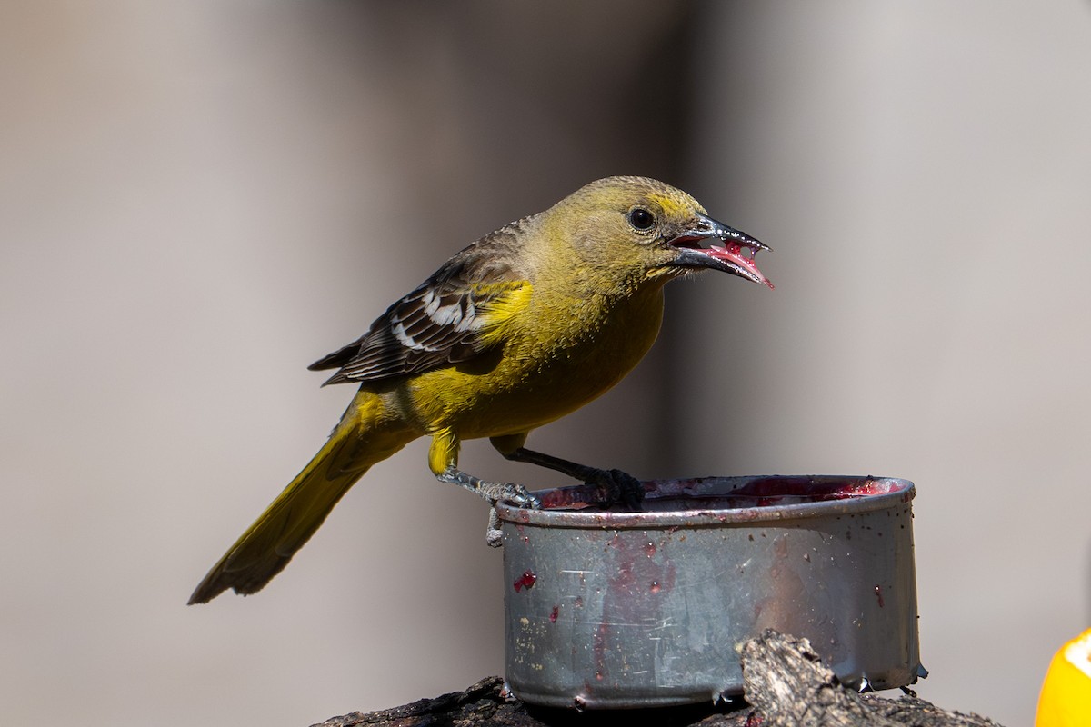 Scott's Oriole - Tanya Smythe