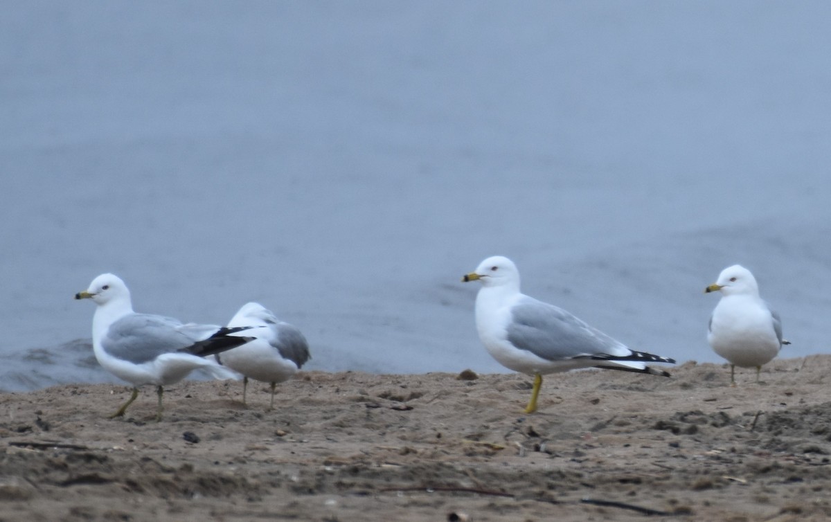 Ring-billed Gull - ML618120201