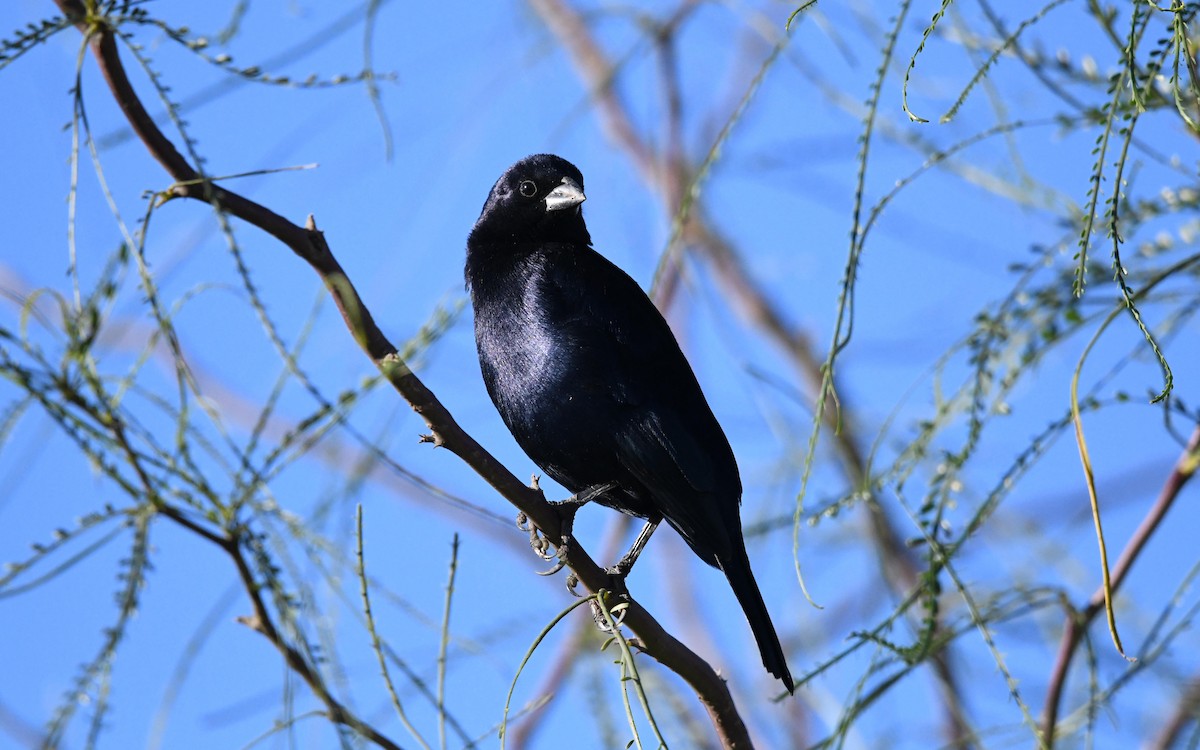 Shiny Cowbird - ML618120203