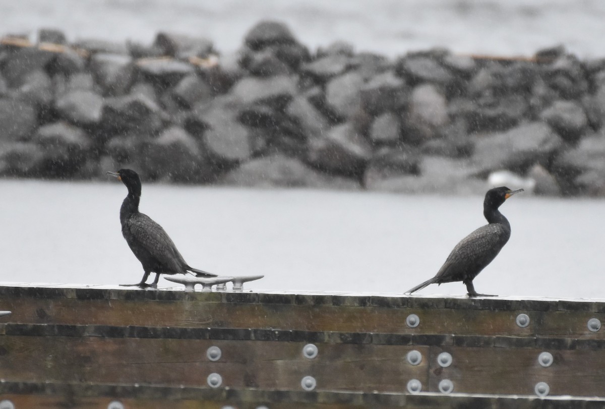 Double-crested Cormorant - ML618120219