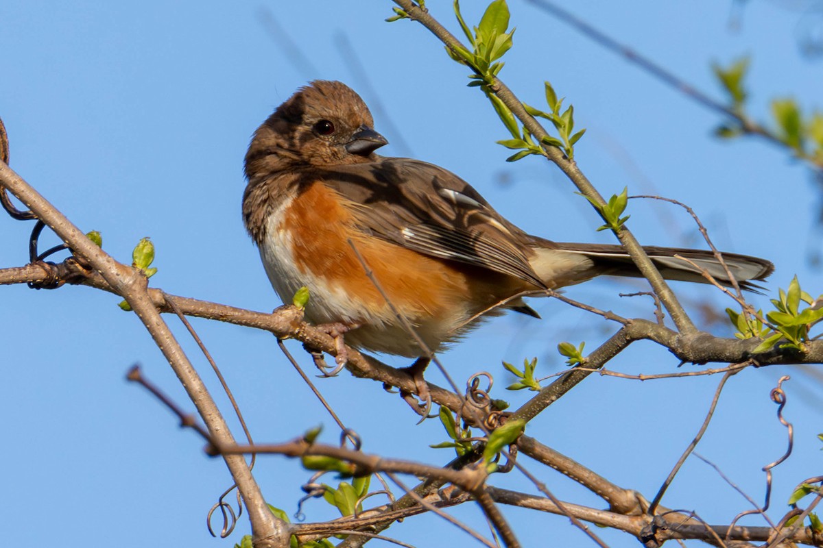 Eastern Towhee - James Davis