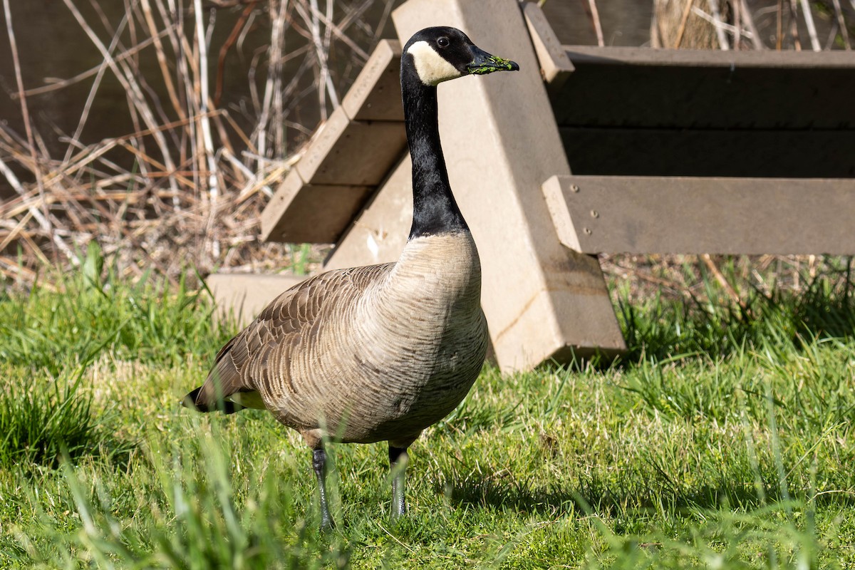 Canada Goose - James Davis