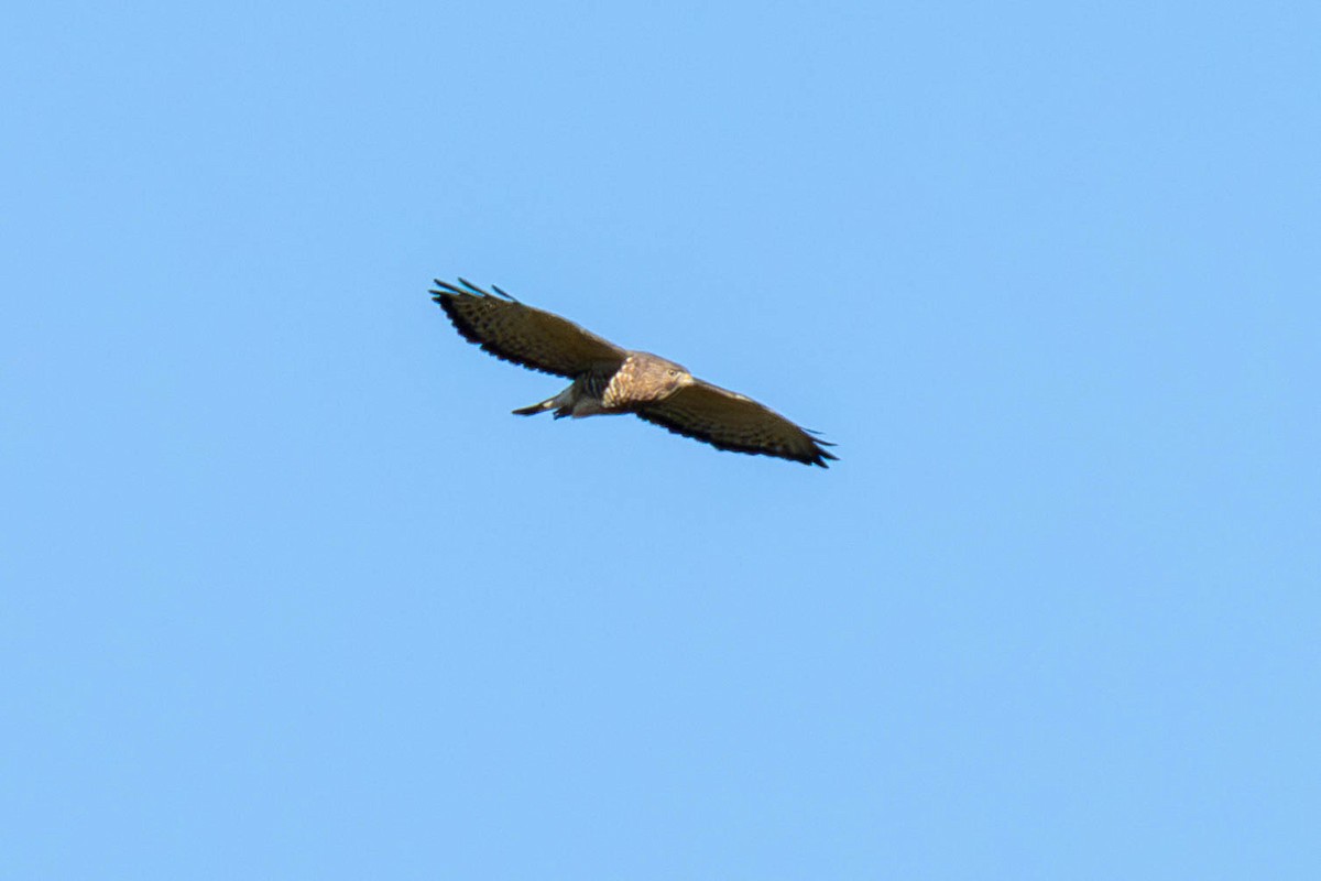 Broad-winged Hawk - James Davis