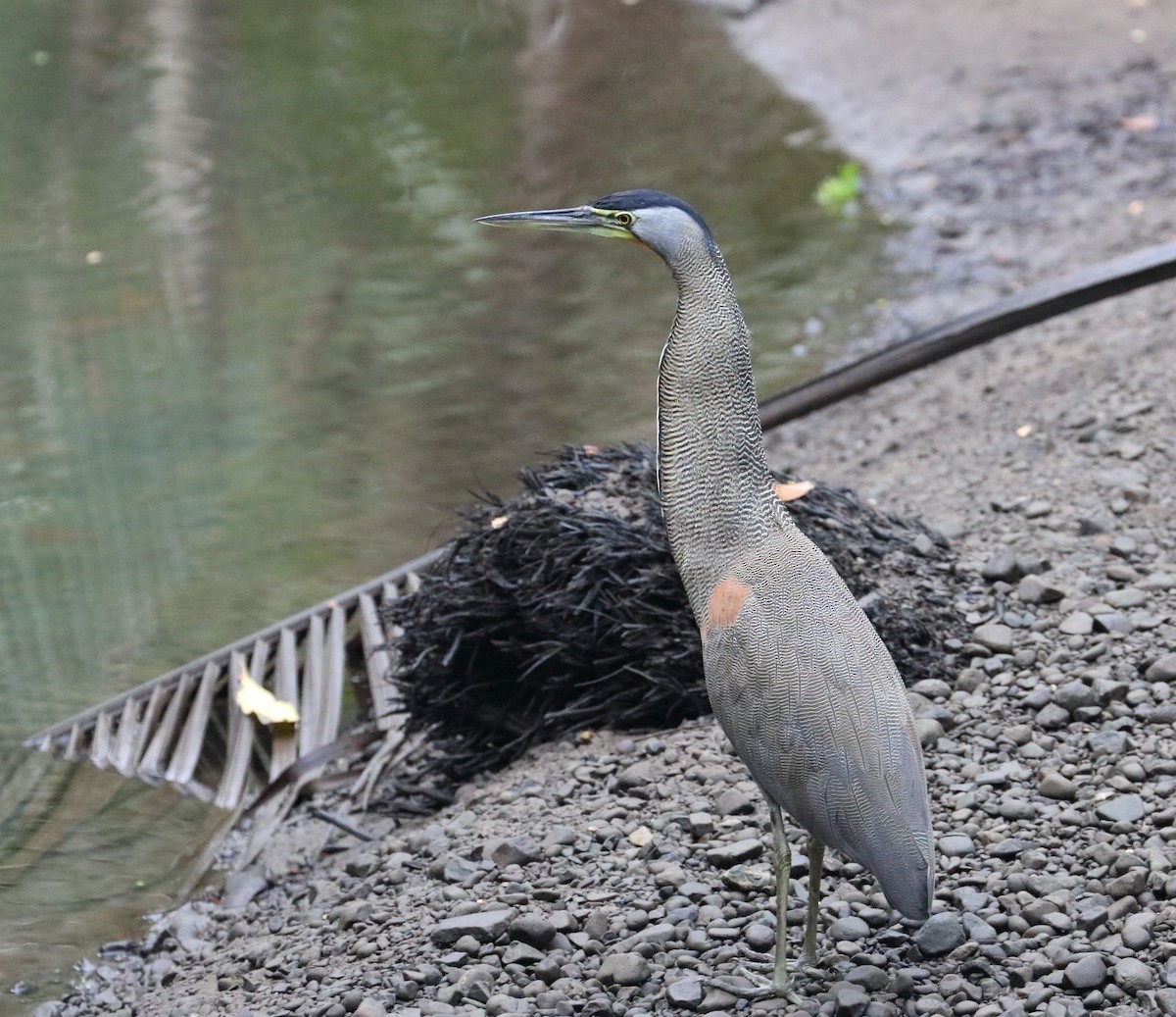 Bare-throated Tiger-Heron - Braden Collard