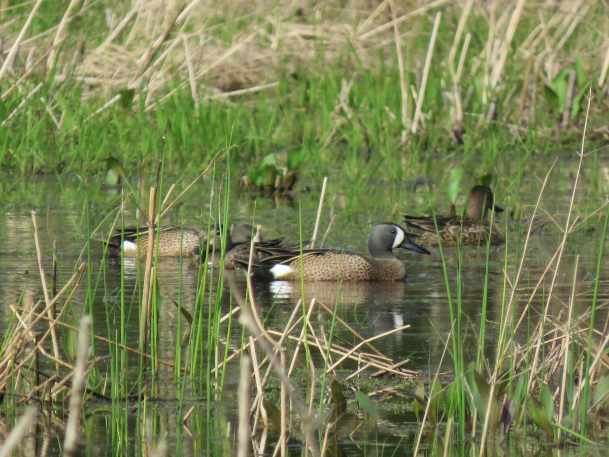 Blue-winged Teal - Jocelyn Hennin