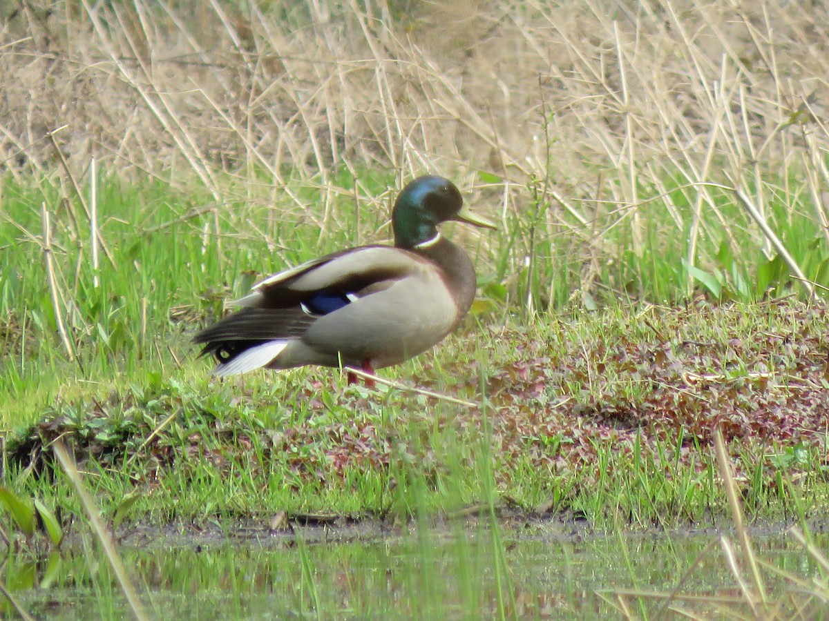 Mallard - Jocelyn Hennin